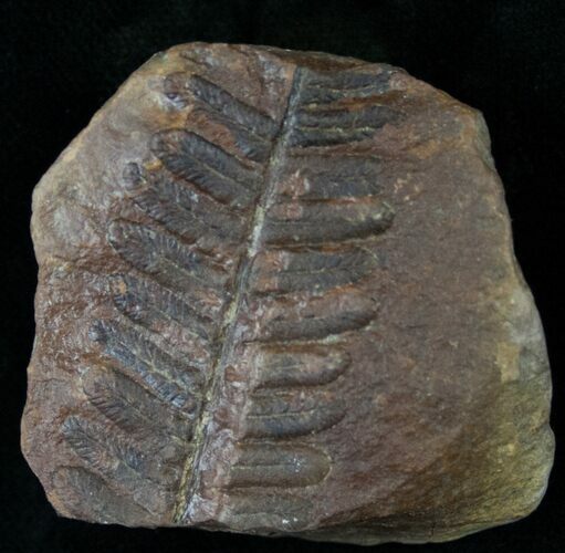 Million Year Old Fern Fossil #14512